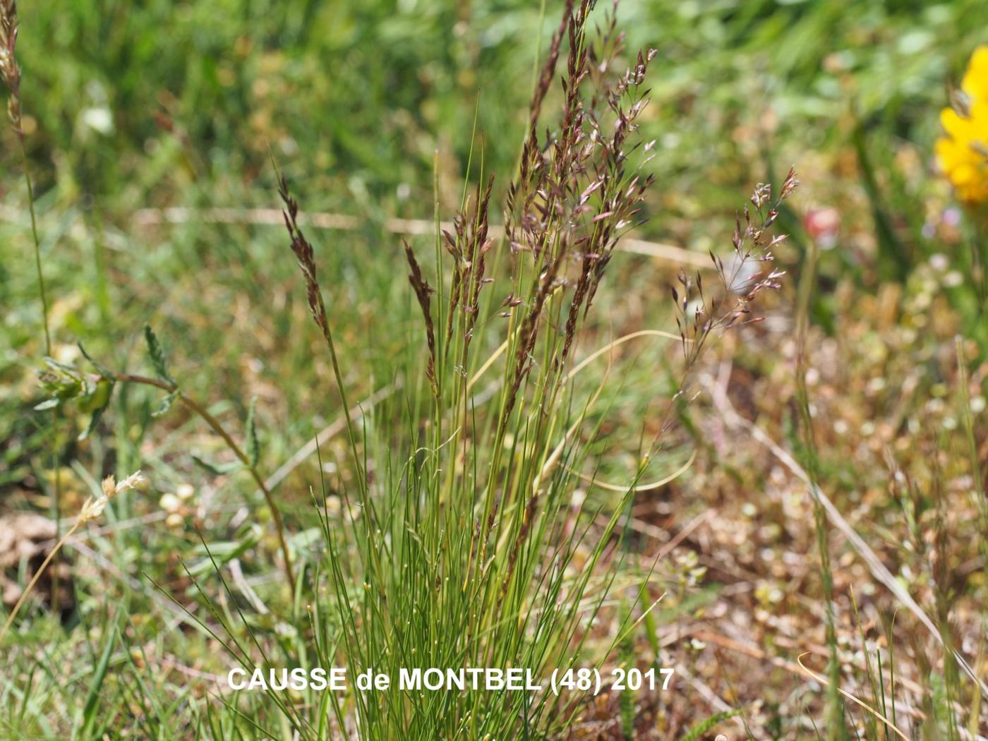 Meadow-grass, (Variegated) plant